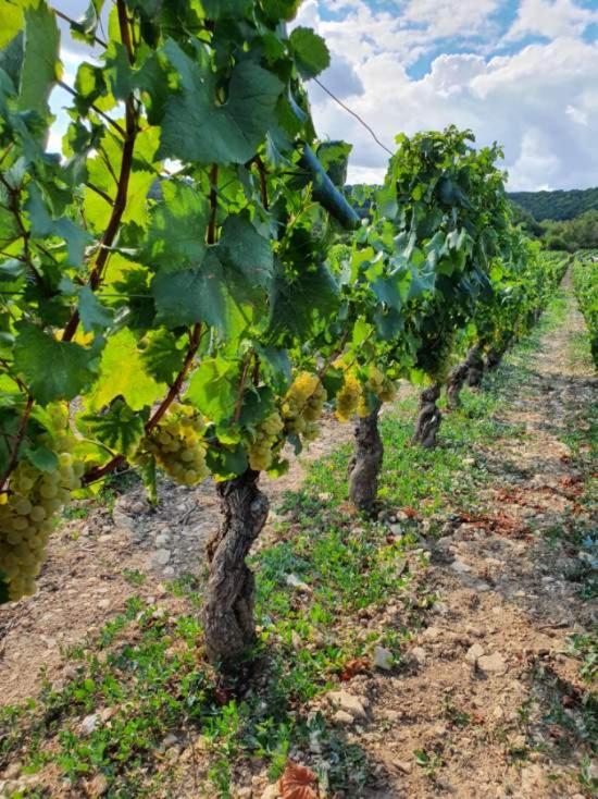 La Fruitiere Lägenhet Chaudenay Exteriör bild